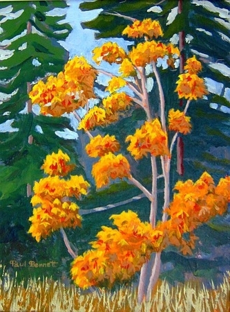 Maple Colours