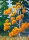 Maple Colours
